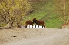 stepansminda2-06