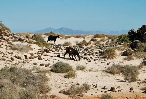 dia08-fuerteventura-10
