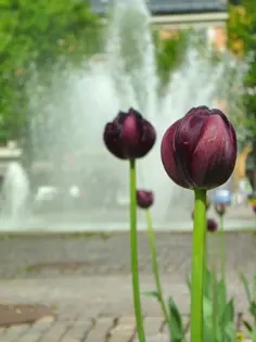 oslo-55