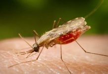 Avanços na Luta Contra a Malária