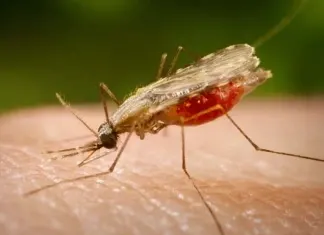 O Virus Zika