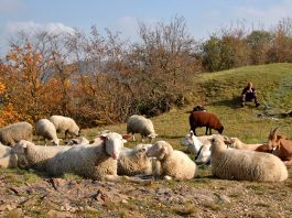 Fotos: O Pastor de Praga