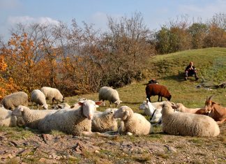Fotos: O Pastor de Praga