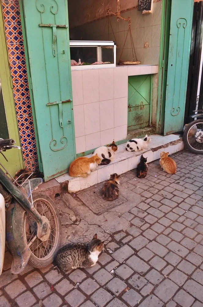 marrakesh-dia4-07