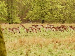 Locais: O Parque dos Veados