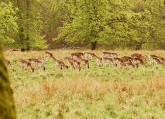 Locais: O Parque dos Veados