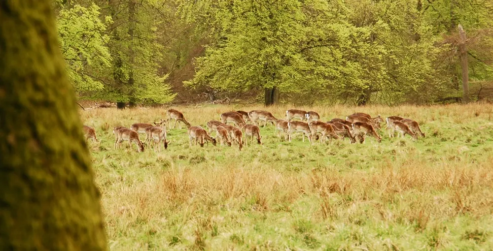 deerpark-01
