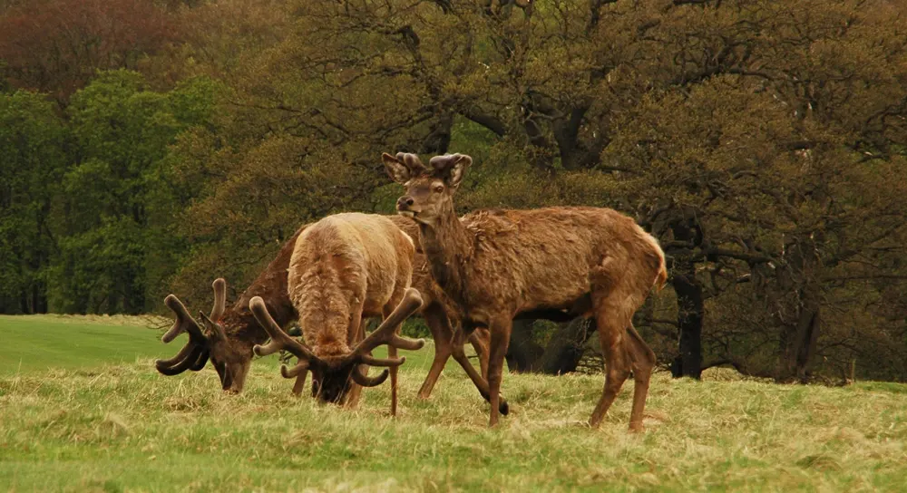 deerpark-04