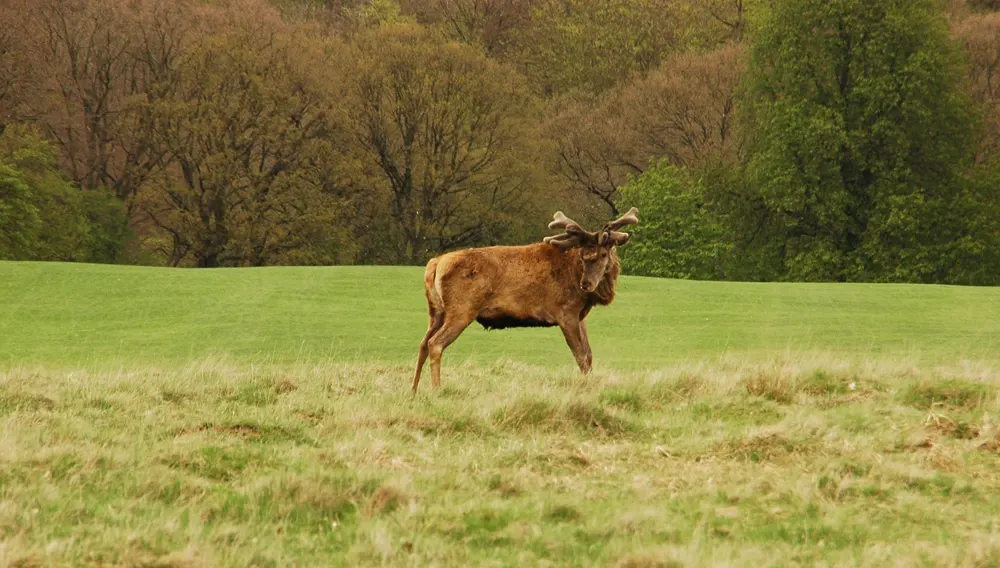 deerpark-05