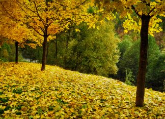 A Avenida dos Embaixadores