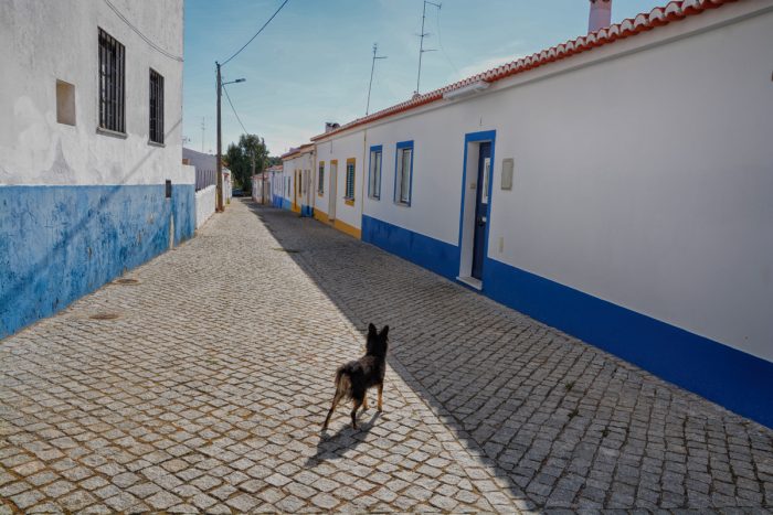 Cão vigilante em aldeia alentejana