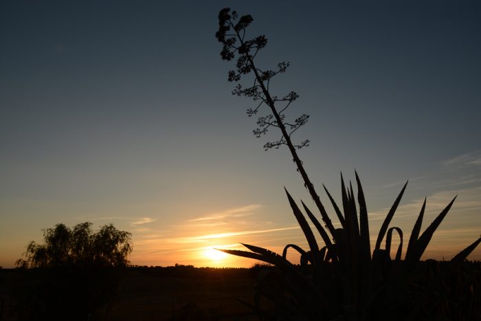 Pôr-de-sol em Albernoa