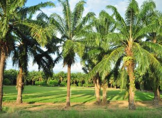 América Latina 2016 – Dia 6 – De David até San José