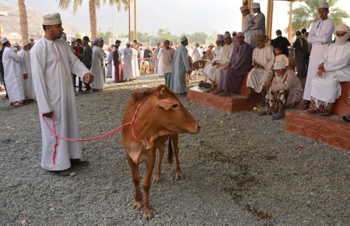 Leilão de Gado de Nizwa