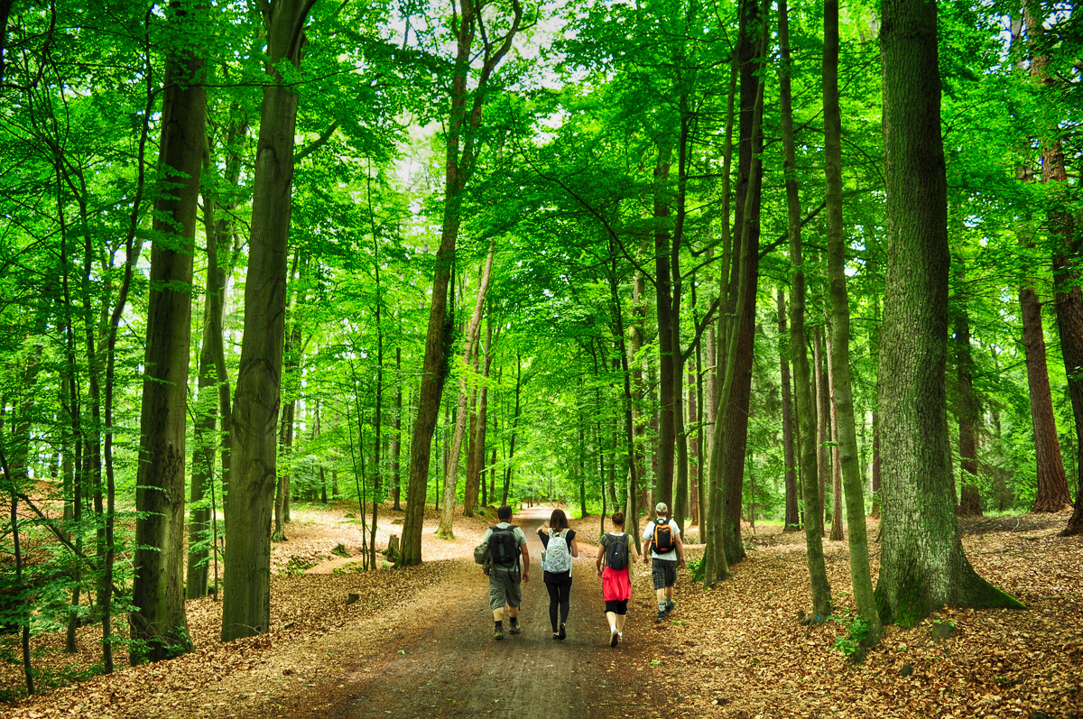 Passeio na floresta em Cesky Raj