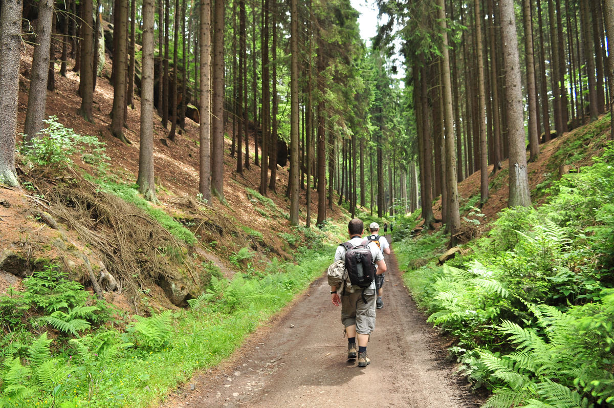 Nos Bosques da Boémia