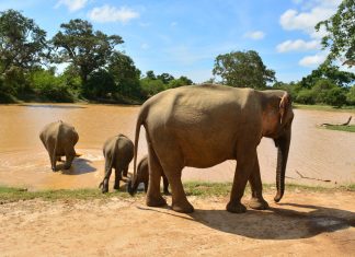 Ásia 2017 – Dia 16 – Tissamaharama, Yala, Kataragama