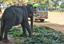 Ásia 2017 – Dia 27 – Colombo