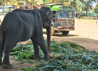 Ásia 2017 – Dia 27 – Colombo