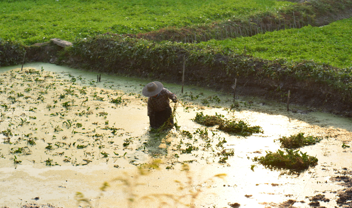 dia33-rangoon-bagan-05