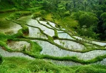 Locais: Tetebatu