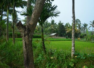 Ásia 2017 – Dia 59 – Lombok (Sengigi e Tetebatu)