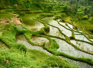 Ásia 2017 – Dia 60 – Lombok (Tetebatu)
