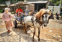 Ásia 2017 – Dia 61 – Lombok (Tetebatu)