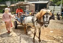 Ásia 2017 – Dia 61 – Lombok (Tetebatu)