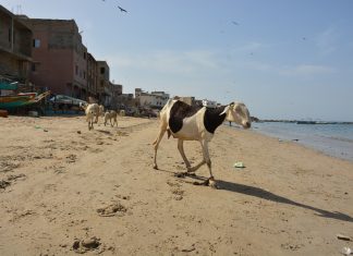 África 2017 – Dias 19 e 20 – Dakar