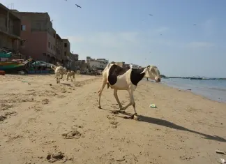 África 2017 – Dias 19 e 20 – Dakar