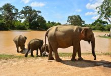 Momentos: Elefantes em Tissamaharama