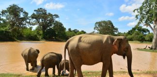 Momentos: Elefantes em Tissamaharama