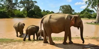 Momentos: Elefantes em Tissamaharama