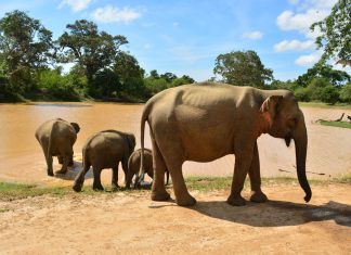 Momentos: Elefantes em Tissamaharama