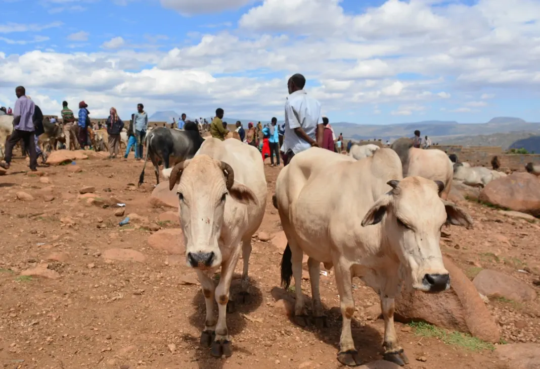 etiopia-dia15-02