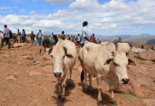Etiópia. Dia 14. Harare e Babile.