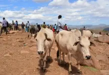Etiópia. Dia 14. Harare e Babile.