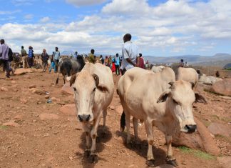 Etiópia. Dia 14. Harare e Babile.