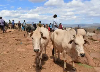 Etiópia. Dia 14. Harare e Babile.
