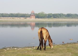 Índia 2019 – Dia 16 – Agra, Orchha