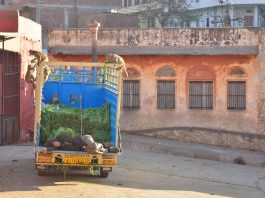 Fotos: Os Macacos Larápios