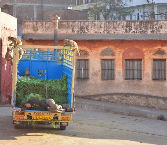 Fotos: Os Macacos Larápios