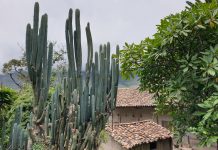 América do Sul, Dia 30 – Gonzabal