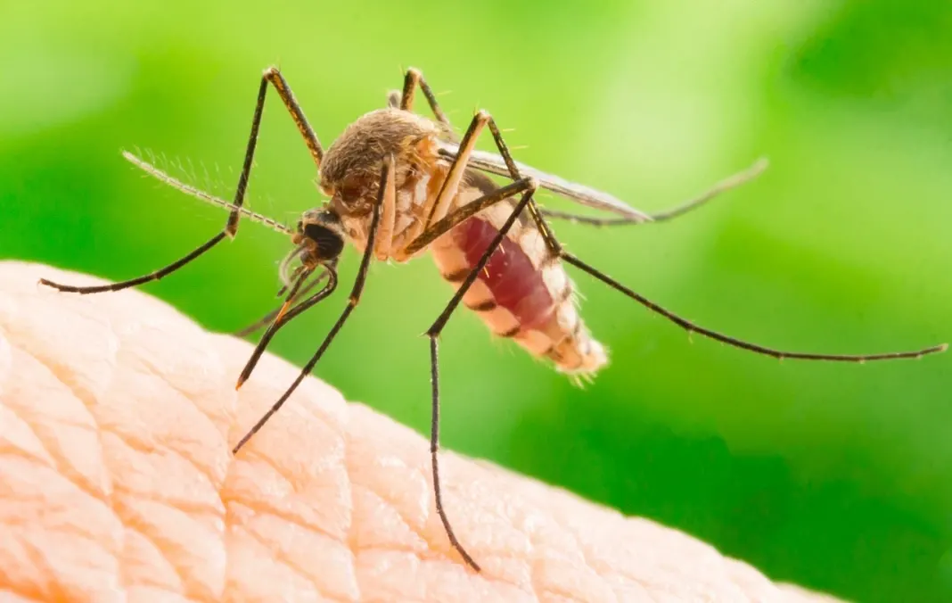 malaria
