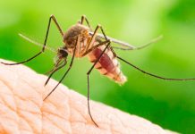 Esperanças: Revolução na Luta contra a Malária?