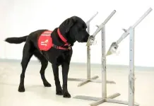 Cães que Cheiram o COVID-19 nos Aeroportos?