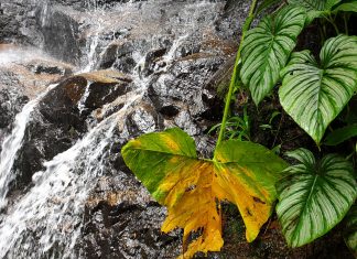 América do Sul, Dia 31 – Zamora