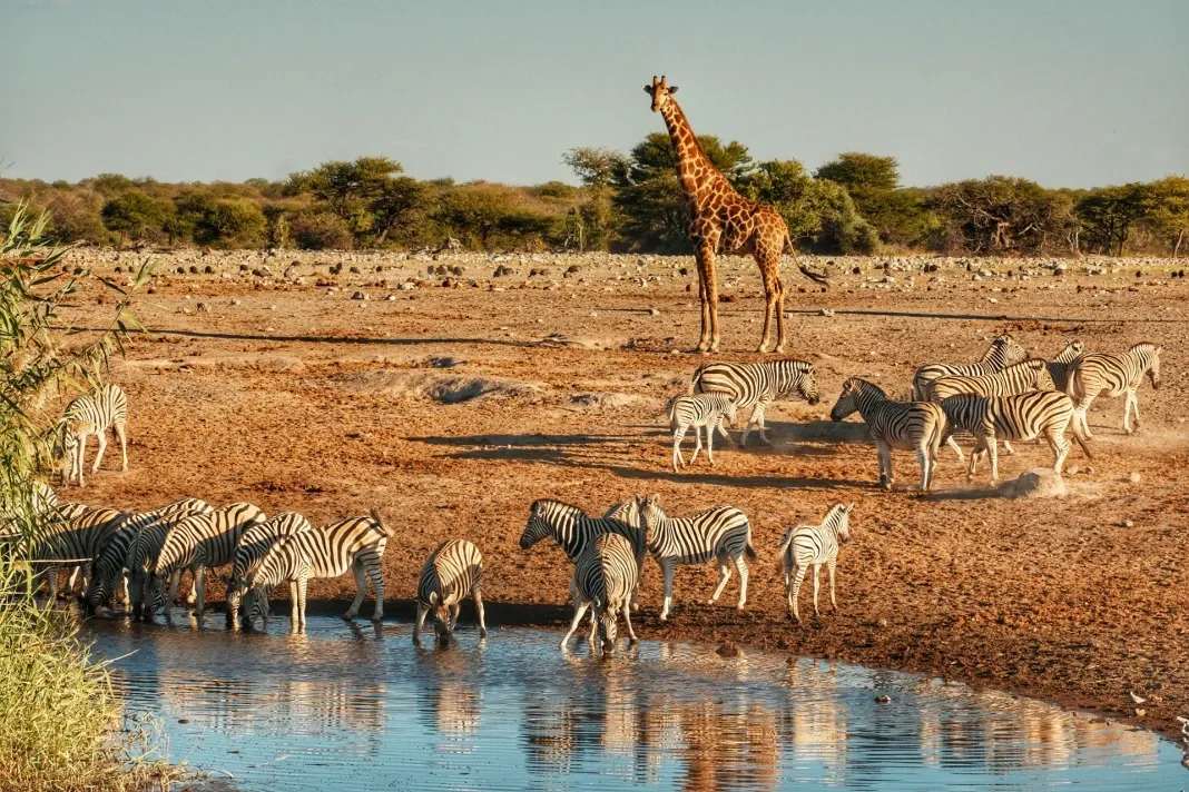 dia02-etosha-05