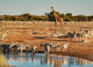 Namibia 2024 – Dia 02 – Etosha – Namutoni